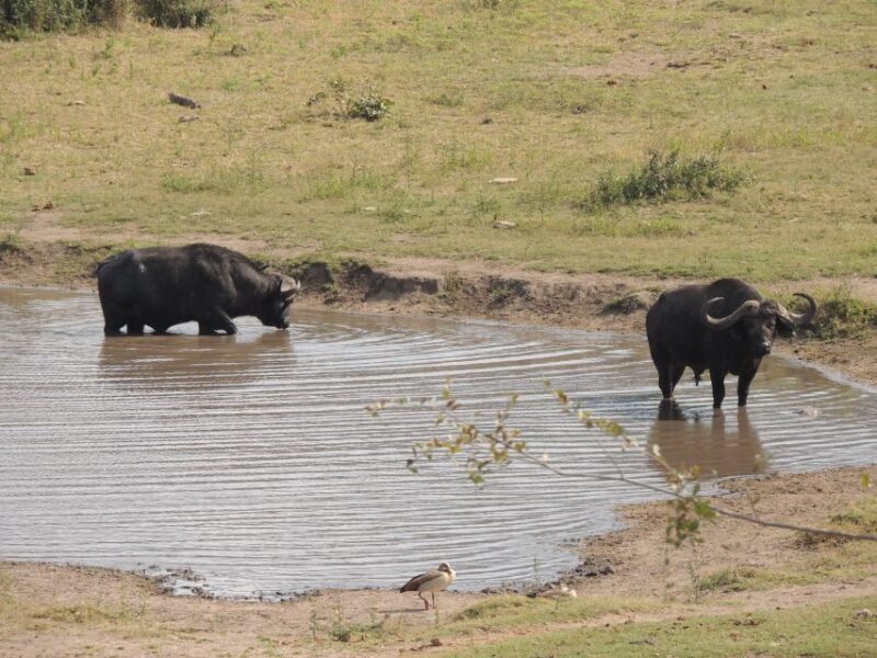 Kruger National Park: Full-Day Game Drive With Pickup - Exploring the South African Bush