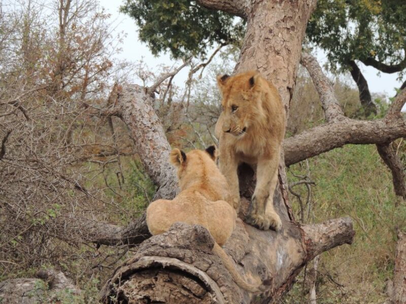 Kruger National Park: Full-Day Game Drive With Pickup - Tour Logistics and Guidelines