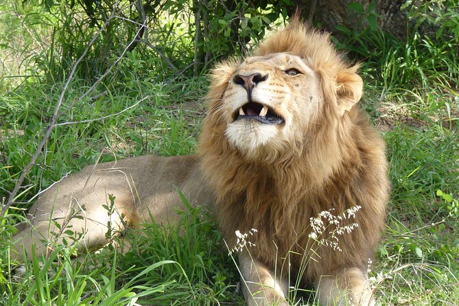 Kruger National Park Full-Day Safari From Hazyview - Tour Duration and Schedule