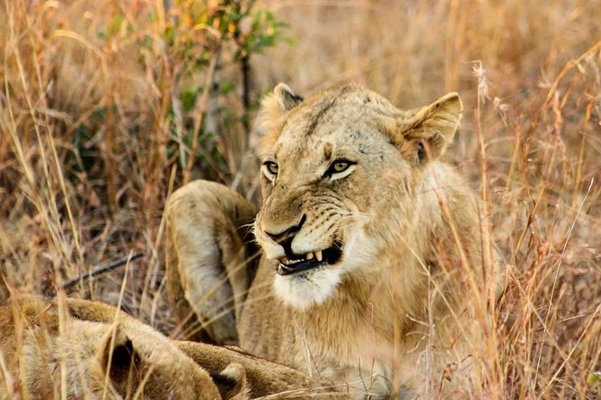 Kruger National Park Full-Day Safari From Hazyview - Wildlife Sightings