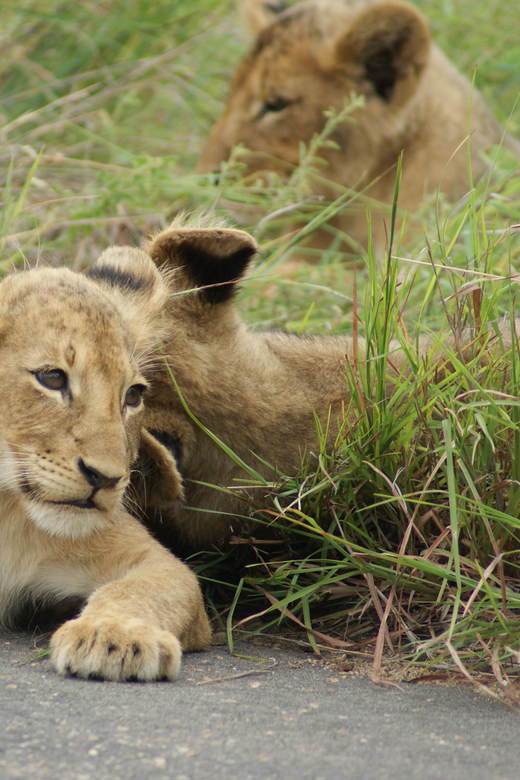 Kruger National Park - Full Day Safari (HAZYVIEW) - Pickup Locations and Times