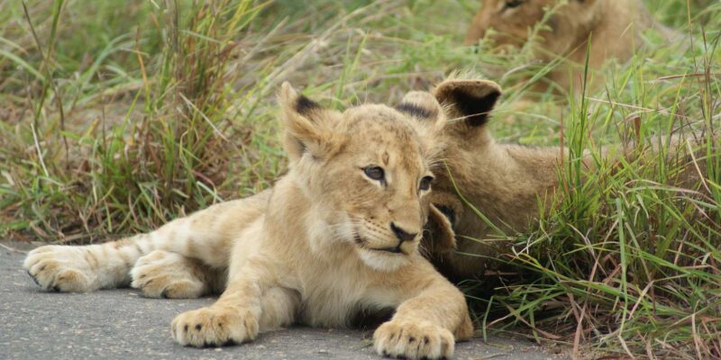 Kruger National Park - Full Day Safari (HOEDSPRUIT) - Key Points