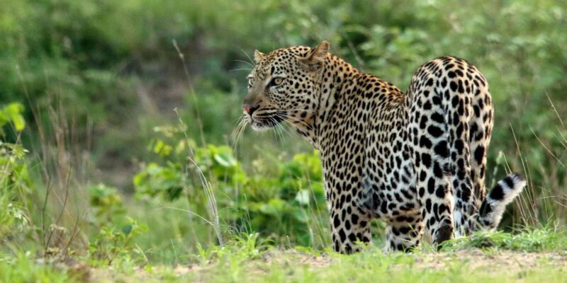 Kruger National Park - Full Day Safari (HOEDSPRUIT) - Inclusions and Exclusions
