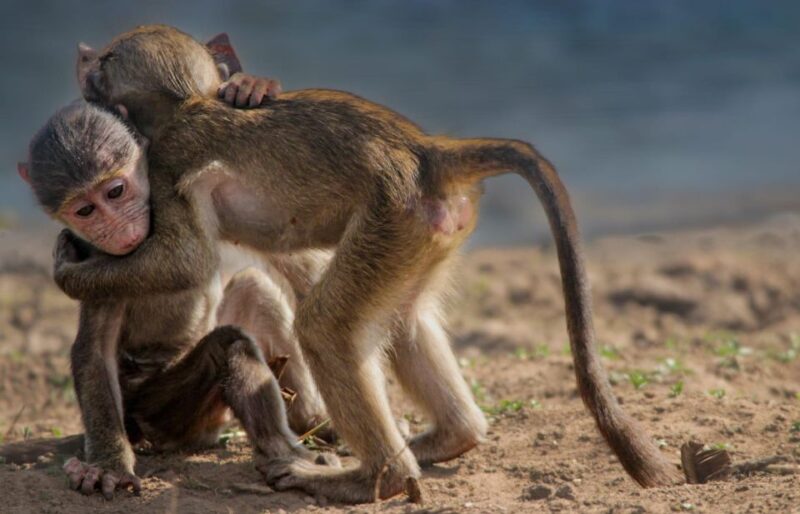 Kruger National Park Full-Day Safari - Key Points