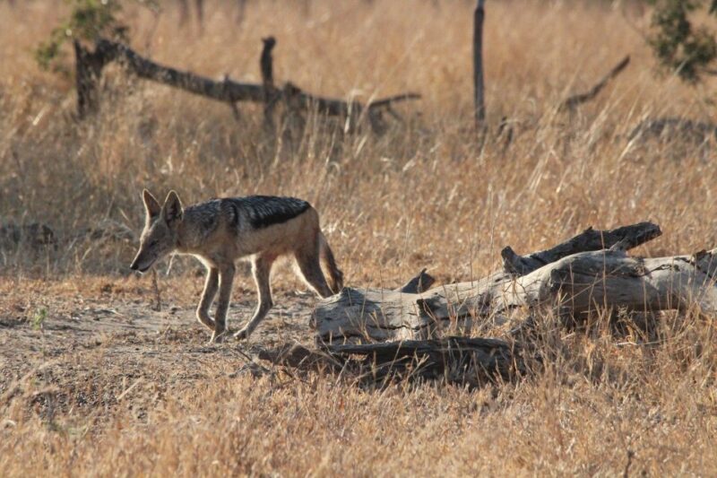 Kruger National Park Full-Day Safari - Safari Experience Options
