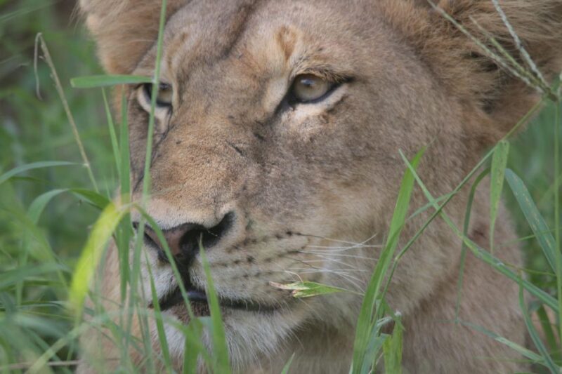 Kruger National Park Full-Day Safari - Viewing the Big 5 and Wildlife