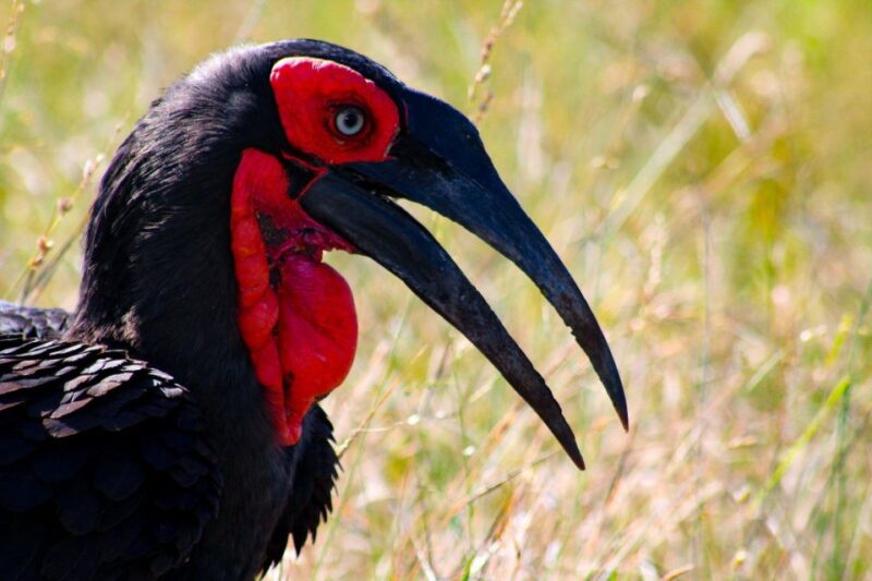 Kruger National Park Full-Day Safari - Sounds of the Bush