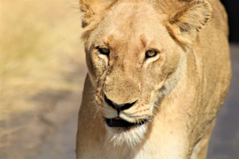 Kruger National Park Full-Day Safari - Knowledgeable Field Guides