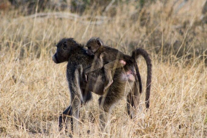 Kruger National Park Full-Day Safari - Parks Natural Assets
