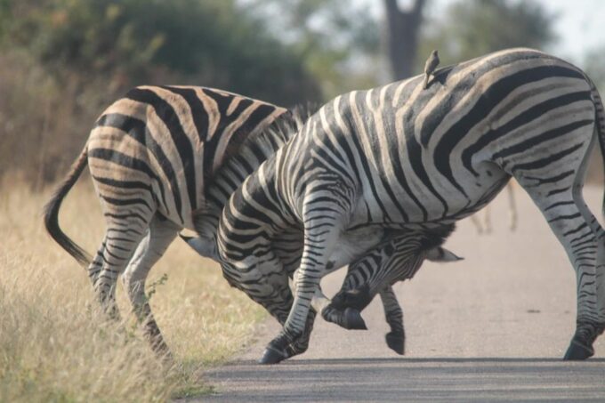 Kruger National Park Full-Day Safari - Conservation Efforts
