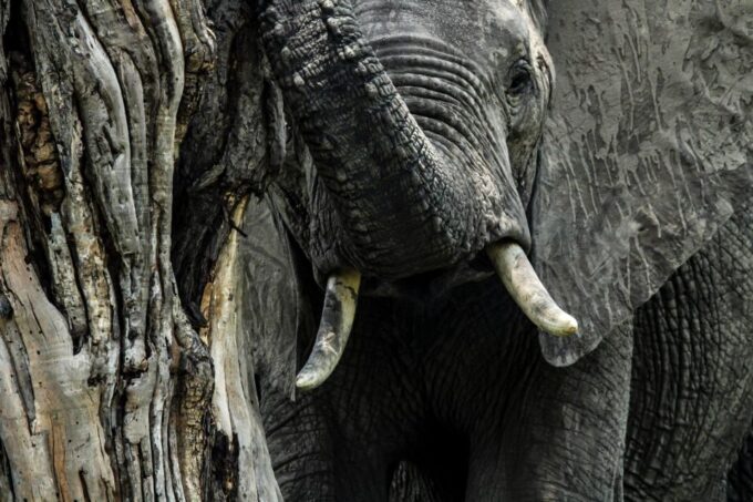 Kruger National Park Full-Day Safari - Booking and Availability