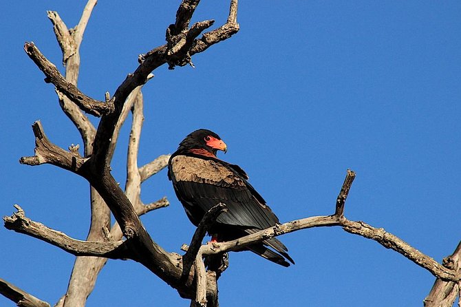 Kruger National Park Full Day Safari Tour - Meeting and Pickup Details