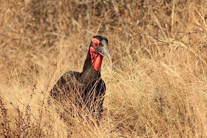 Kruger National Park Full Day Safari Tour - What to Bring and Wear