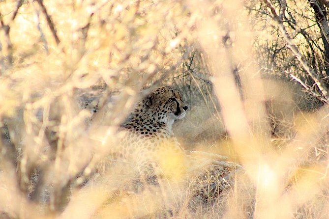 Kruger National Park Full Day Safari Tour - Tour Accessibility and Age Restrictions