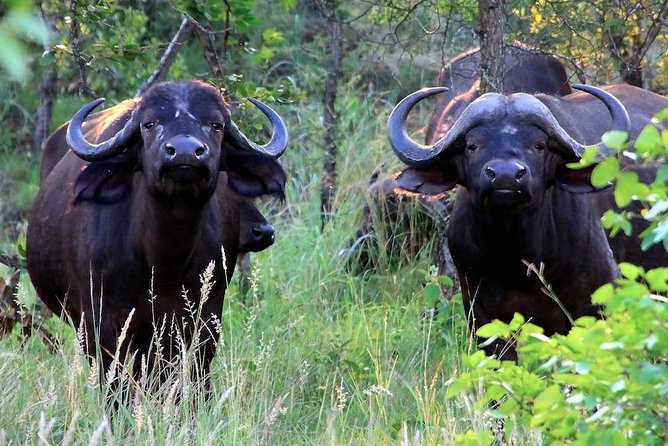 Kruger National Park Full Day Safari Tour - Additional Information