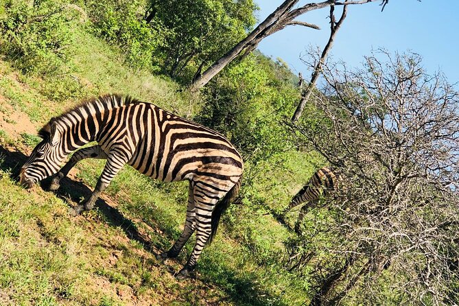 Kruger National Park Full-Day Tour - Highlights of the Tour