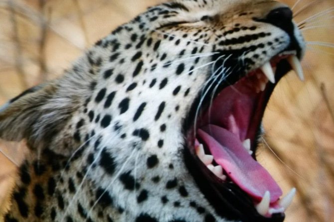 Kruger National Park Full Day Tour Minimum 2people - Tour Logistics