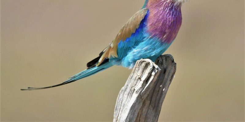 Kruger National Park Half Day - Safari Experience