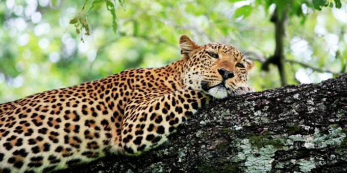 Kruger National Park Half Day - Transportation Details