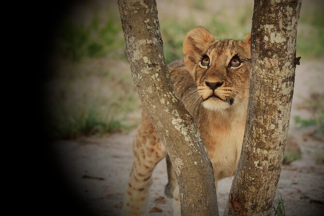 Kruger National Park in a Open Safari Vehicle - Full Day - Meeting Point and Transportation