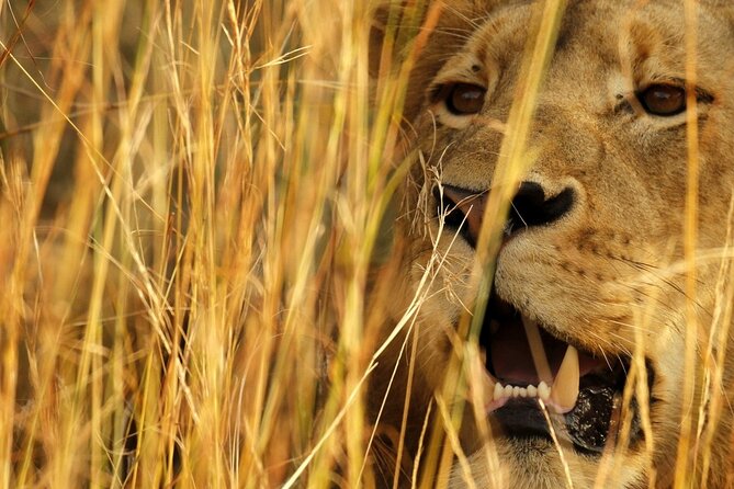 Kruger National Park in a Open Safari Vehicle - Full Day - Guided Exploration