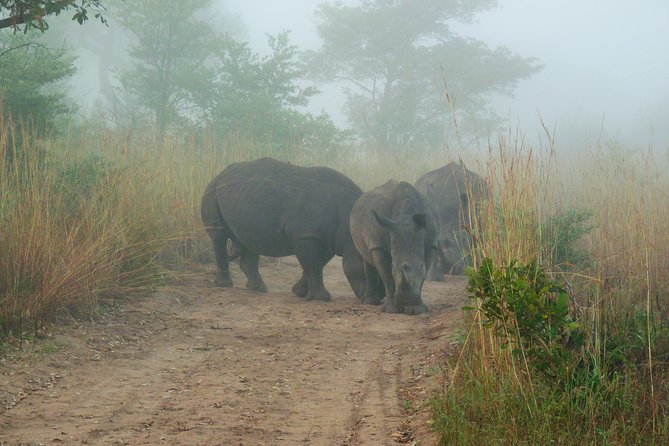 Kruger National Park Morning Game Drive From Hazyview - Pickup and Schedule