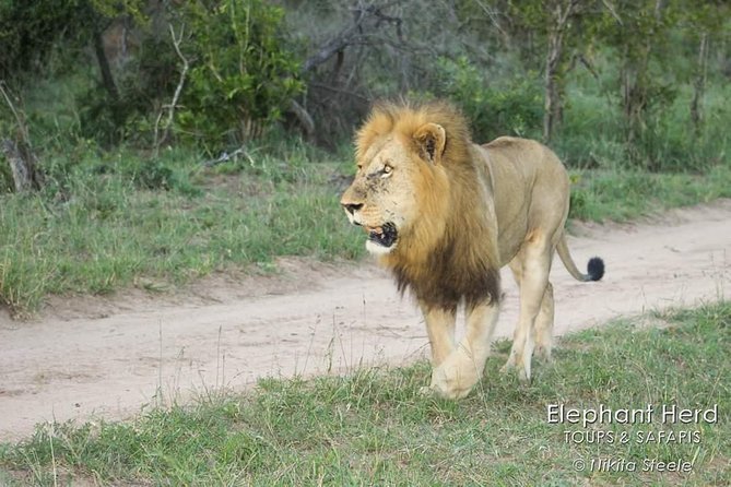 Kruger National Park Morning Game Drive From Hazyview - Inclusions