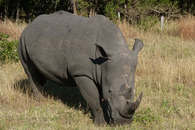 Kruger National Park Morning Game Drive From Hazyview - Booking Information