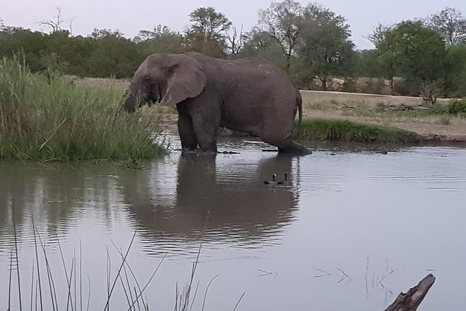 Kruger National Park Morning Game Drive From Hazyview - Wildlife Viewing Highlights