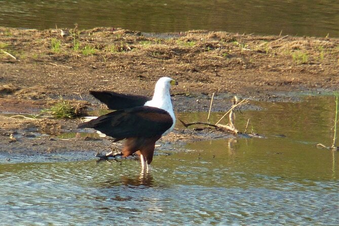 Kruger National Park Morning Game Drive From Hazyview - Tour Itinerary