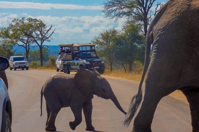 Kruger National Park Morning Safari 2 People Minimum - Pickup and Drop-off Details