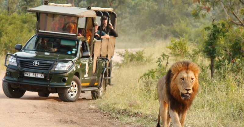 Kruger National Park: Morning Safari - Key Points
