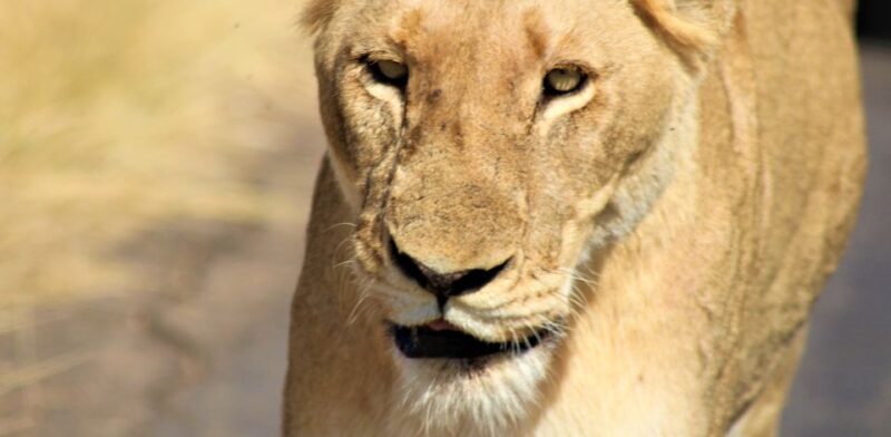 Kruger National Park Morning Safari - Exploring the Wilderness
