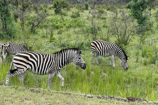 Kruger National Park & Panorama Route From Johannesburg 3 Days & 2 Nights - Pickup Information