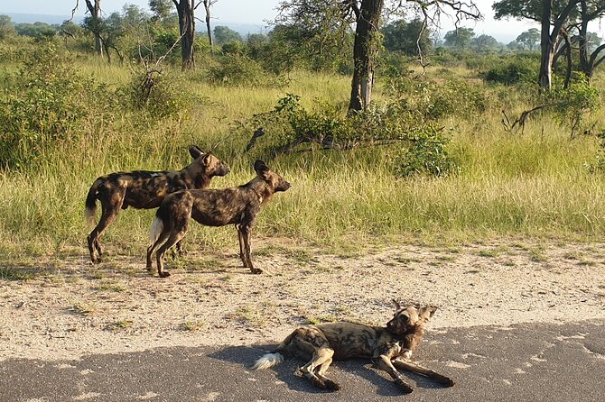 Kruger National Park & Panorama Route From Johannesburg 3 Days & 2 Nights - Itinerary