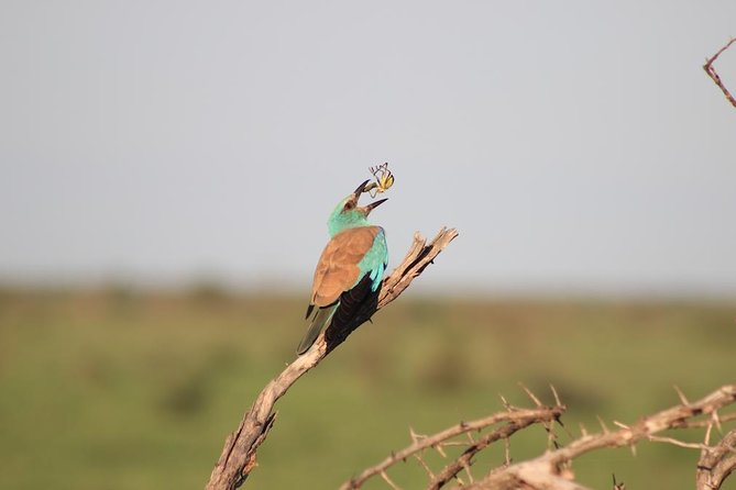 Kruger National Park Private Full-Day Safari - Private Safari Vehicle & Guide - Group Size and Participant Eligibility