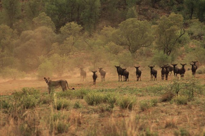 Kruger National Park Private Full-Day Safari - Private Safari Vehicle & Guide - Sightings Journal and Observations