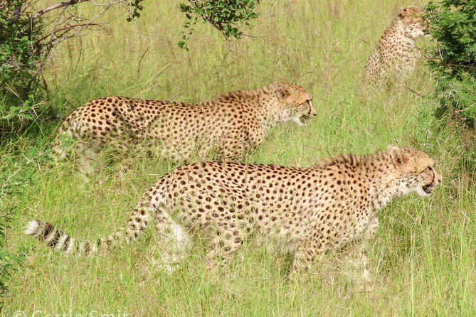 Kruger National Park - Private Full Day Safari Trip. - Pickup and Meeting Point Details
