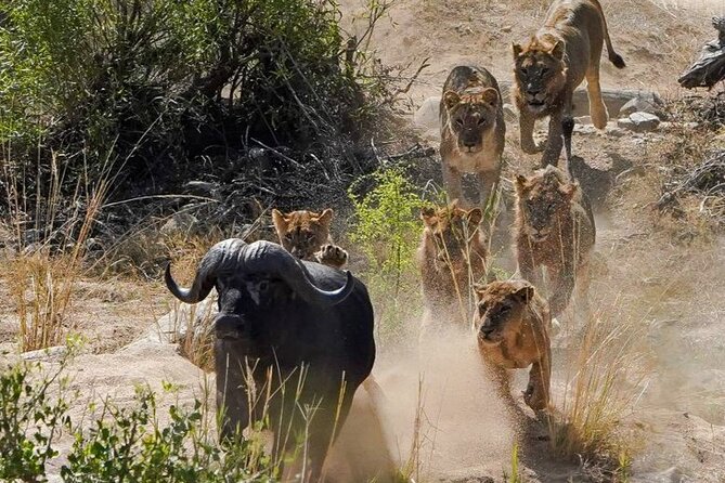 Kruger National Park - Private Full Day Safari Trip. - Confirmation and Accessibility