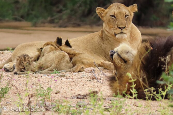 Kruger National Park - Private Full Day Safari Trip. - Private Tour Specifications