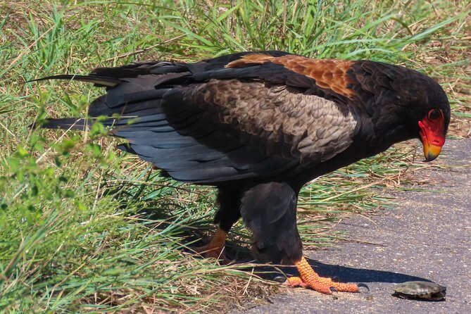 Kruger National Park - Private Full Day Safari Trip. - Additional Considerations