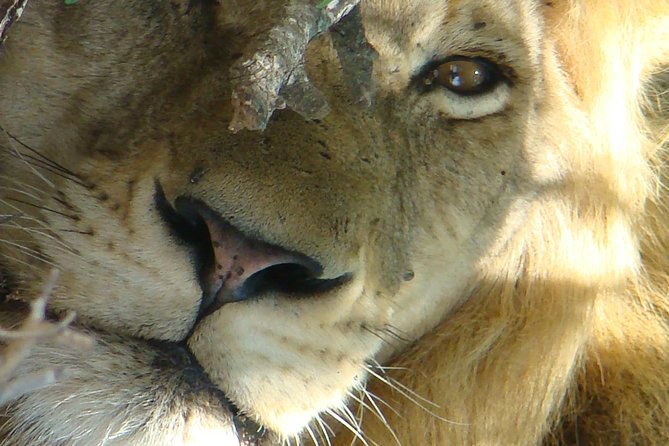 Kruger National Park Private Guided Tour - Meeting and Pickup