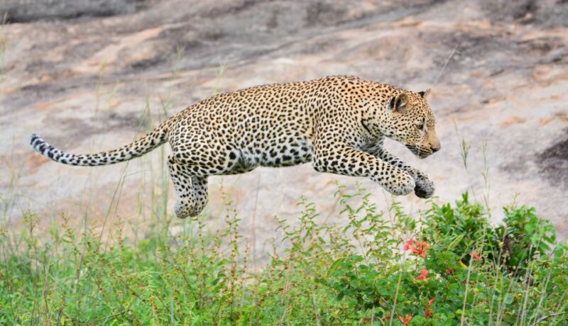 Kruger National Park: Private Morning Game Drive - Key Points