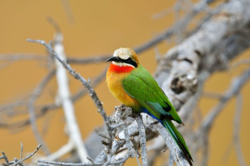 Kruger National Park: Private Morning Game Drive - Inclusions