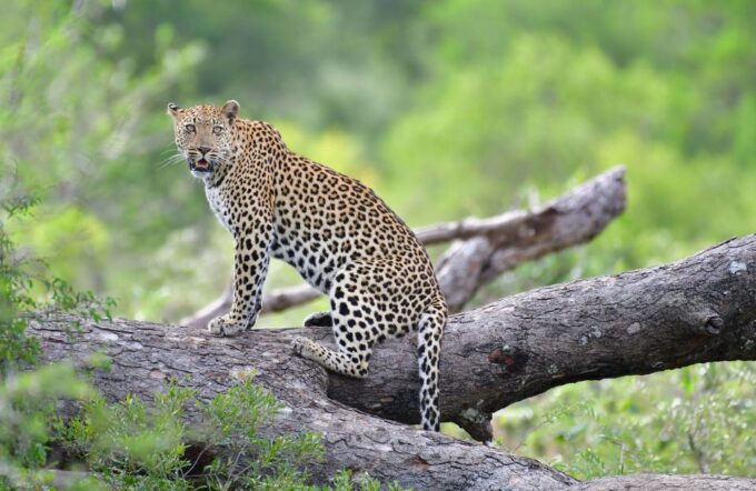 Kruger National Park: Private Morning Game Drive - Skukuza Restcamp