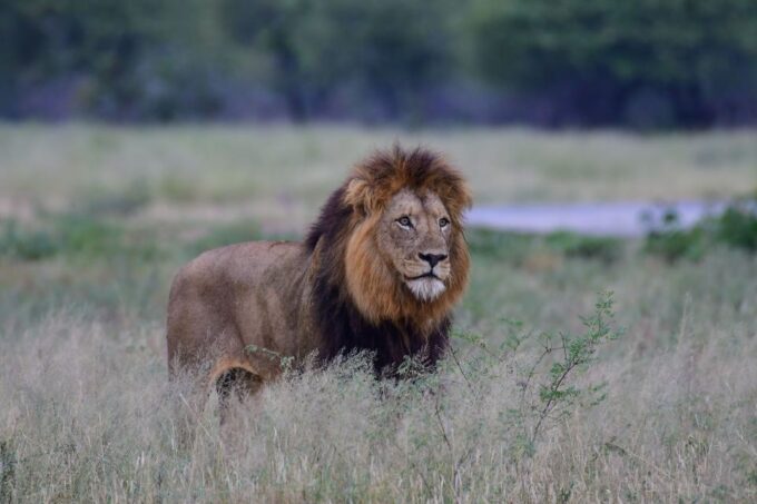 Kruger National Park: Private Morning Game Drive - Frequently Asked Questions
