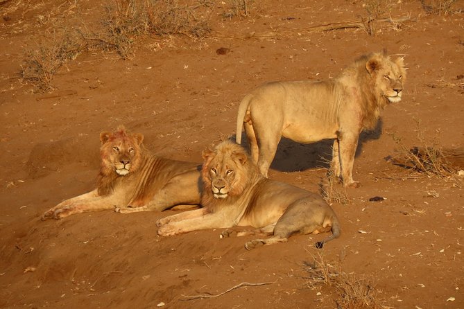 Kruger National Park - Private Sunrise Half Day Safari Trip. - Inclusions and Exclusions