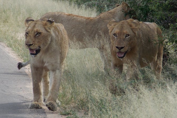 Kruger National Park - Private Sunrise Half Day Safari Trip. - Timing and Availability