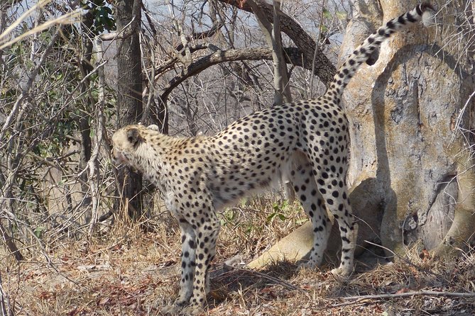 Kruger National Park - Private Sunrise Half Day Safari Trip. - Private Tour and Accessibility