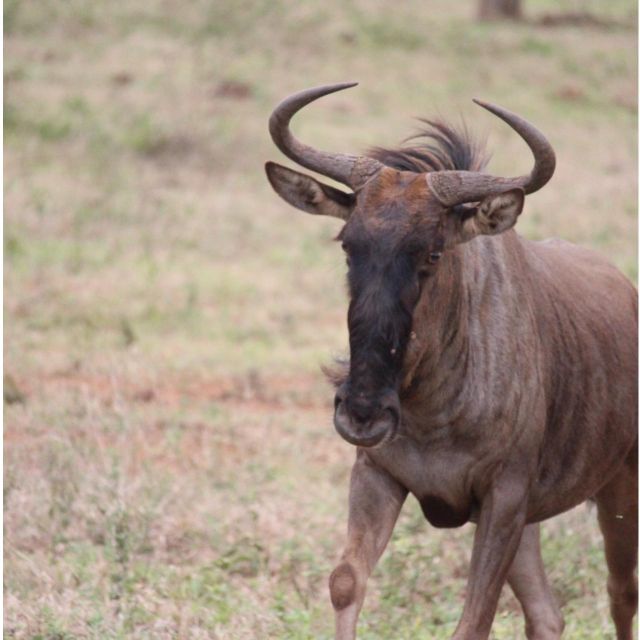Kruger National Park Safari - 10days - Key Points